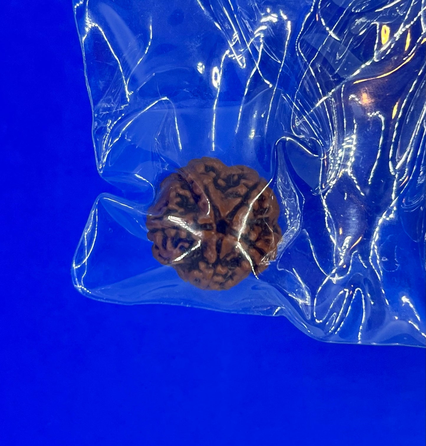 Rudraksha 5 Face 3.84g