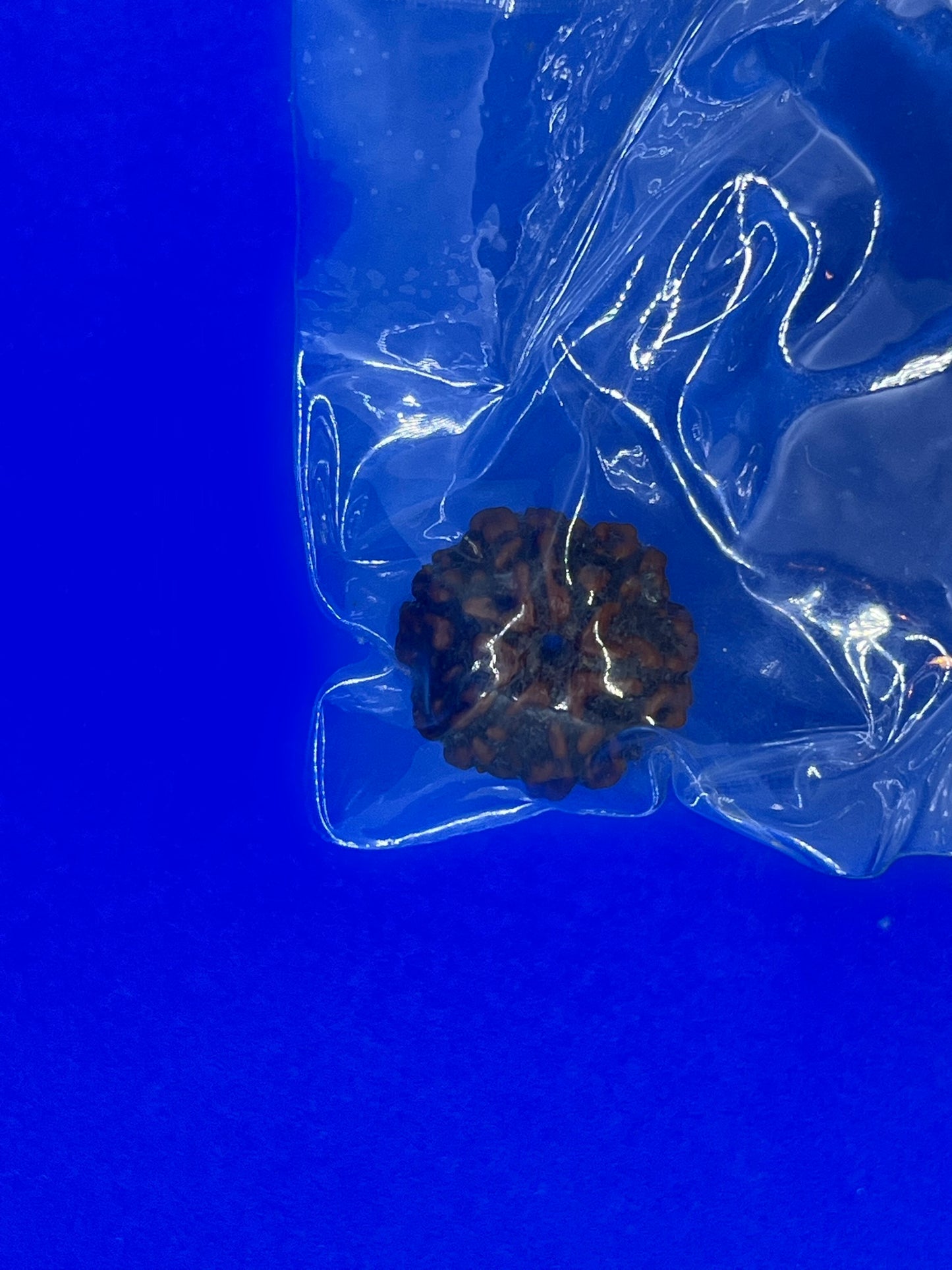 Rudraksha 6 Face 2.29g